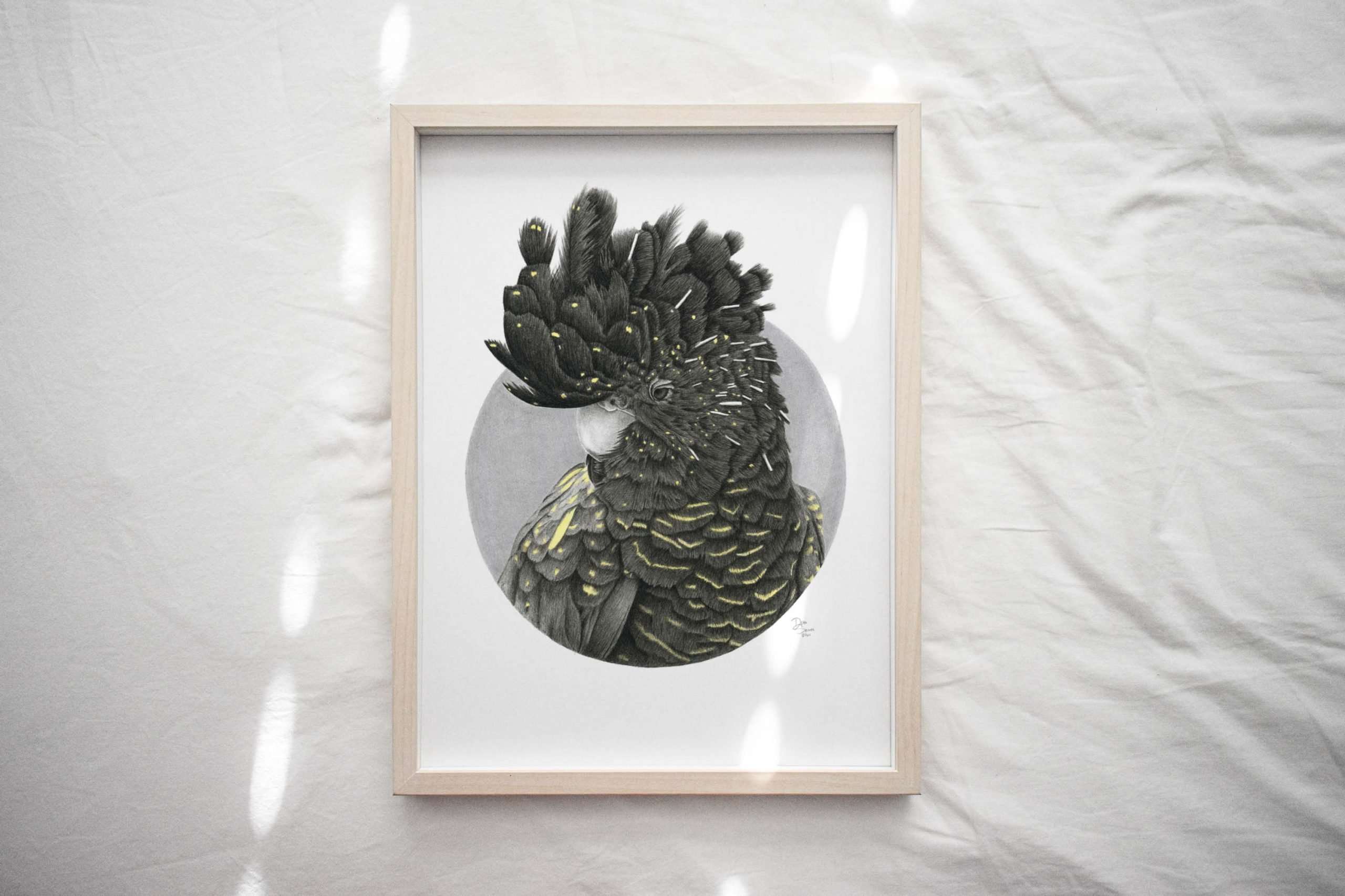 Black Cockatoo