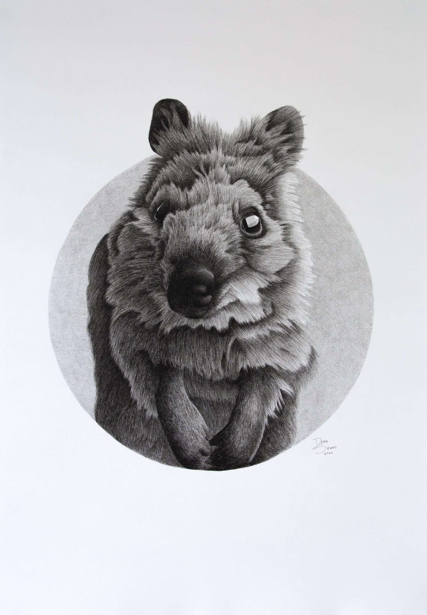 Australian Native Quokka drawing
