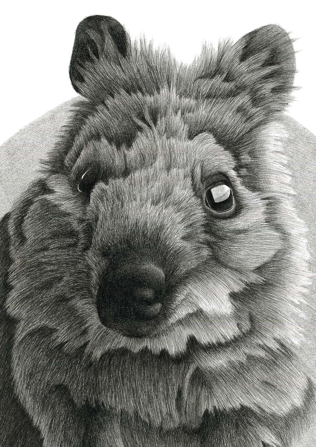 Australian Native Quokka drawing