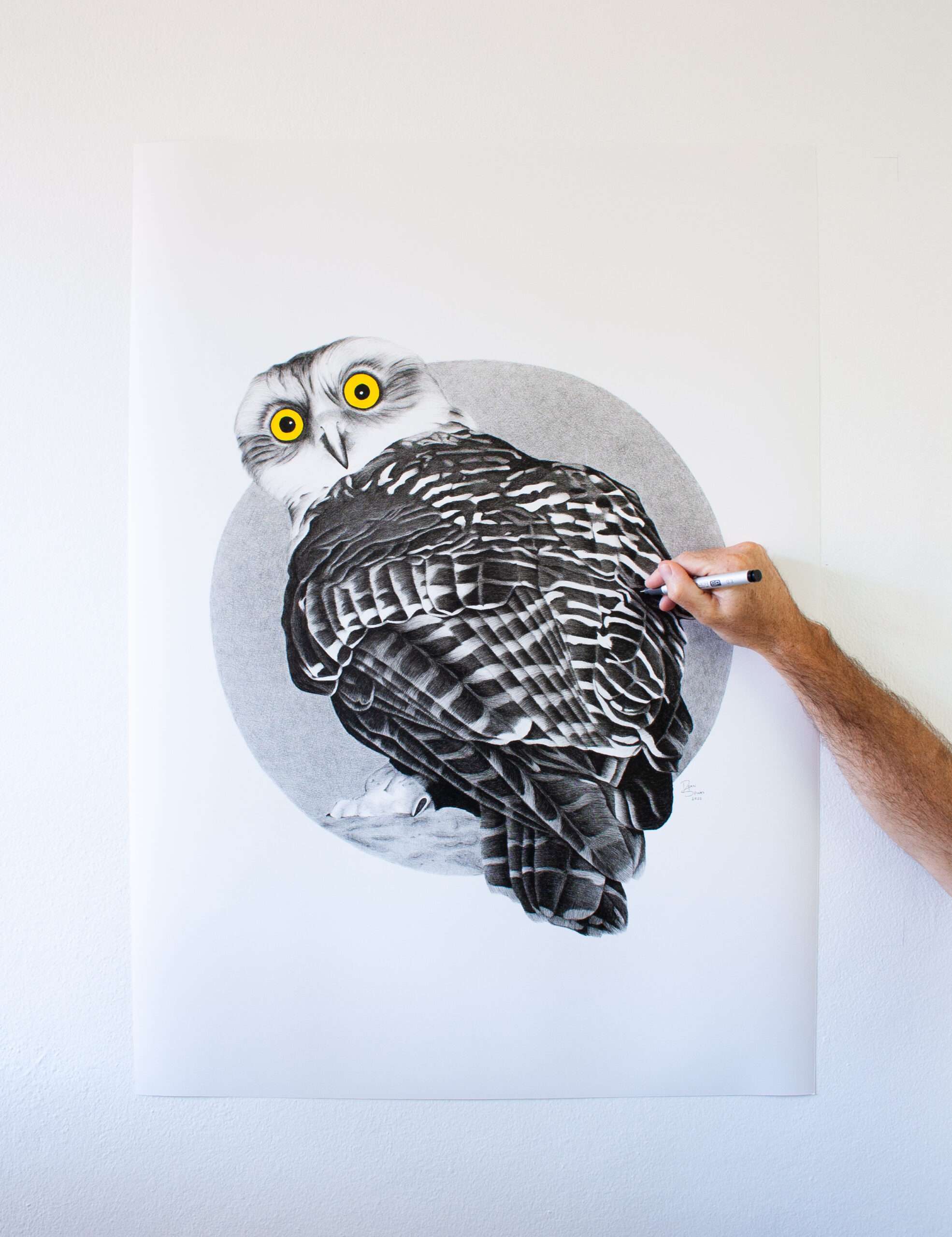 Powerful Owl