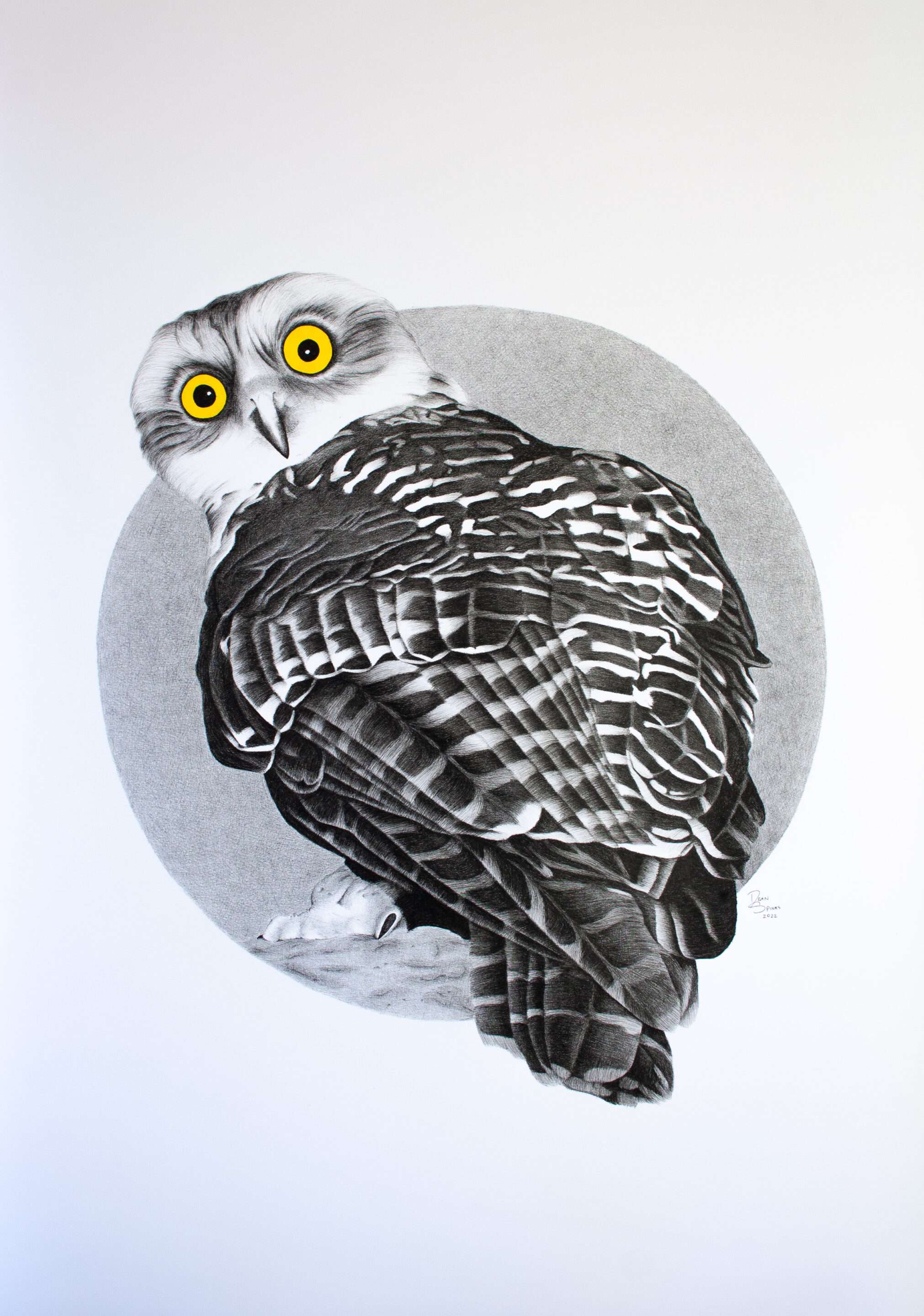Powerful Owl photorealistic drawing
