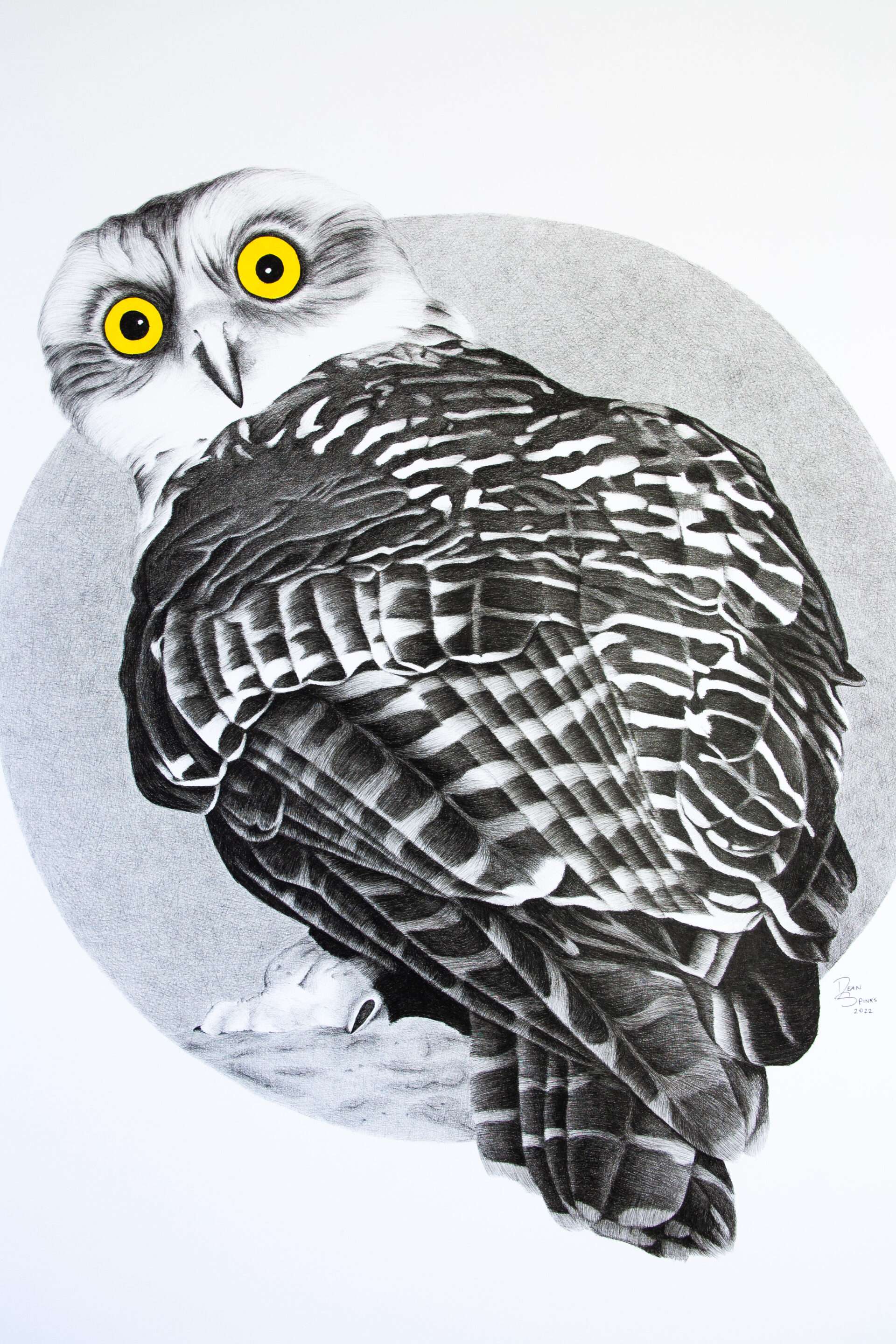 Powerful Owl photorealistic drawing