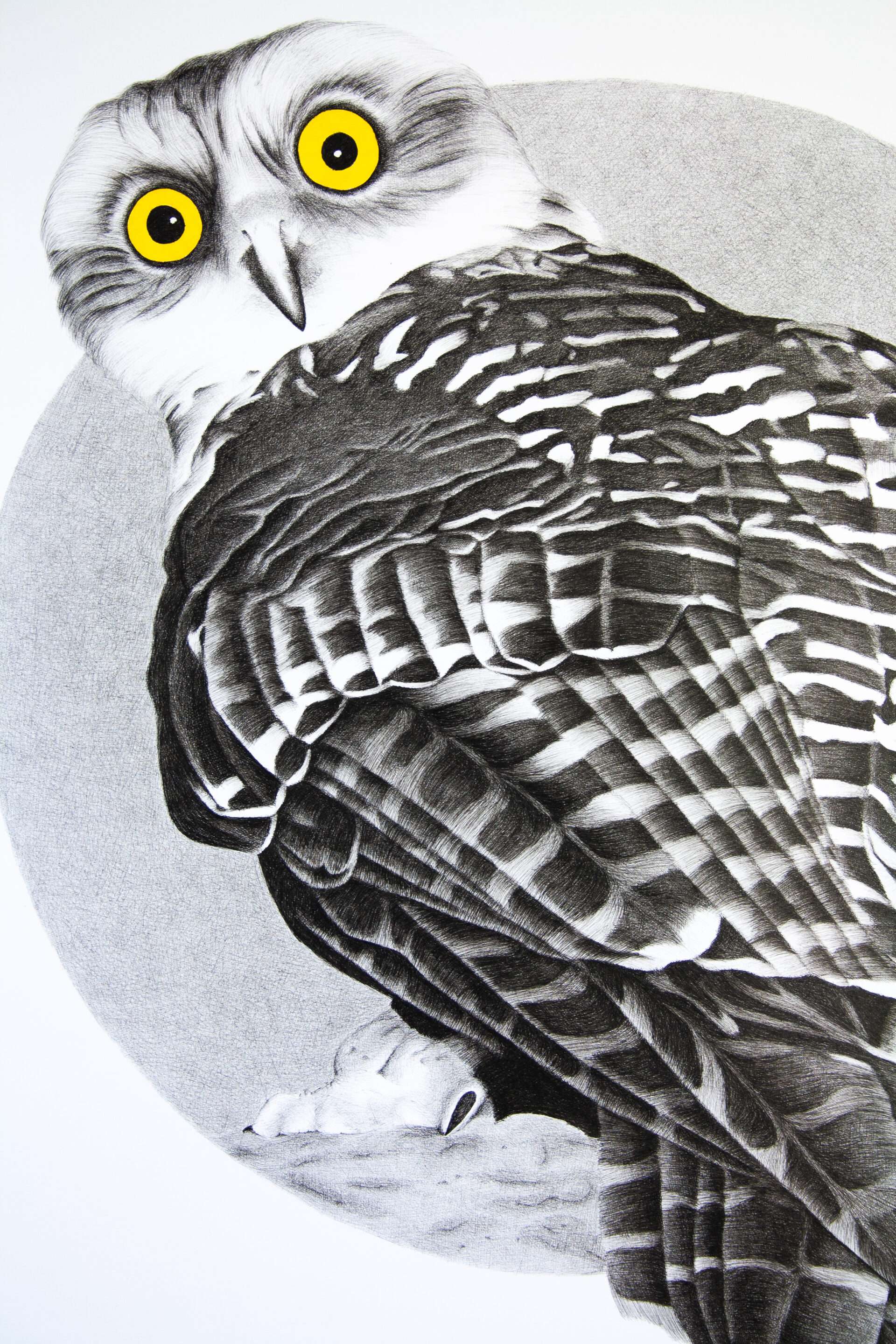 Powerful Owl photorealistic drawing