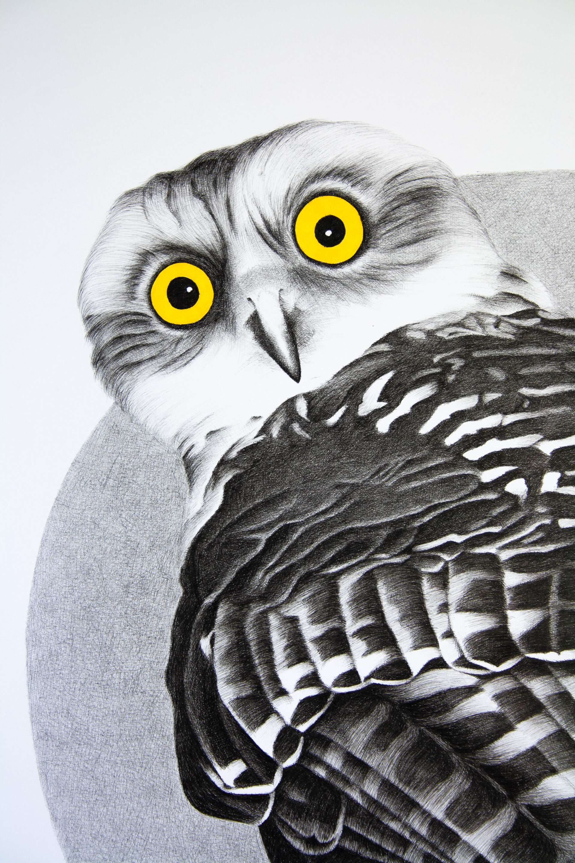 Powerful Owl photorealistic drawing