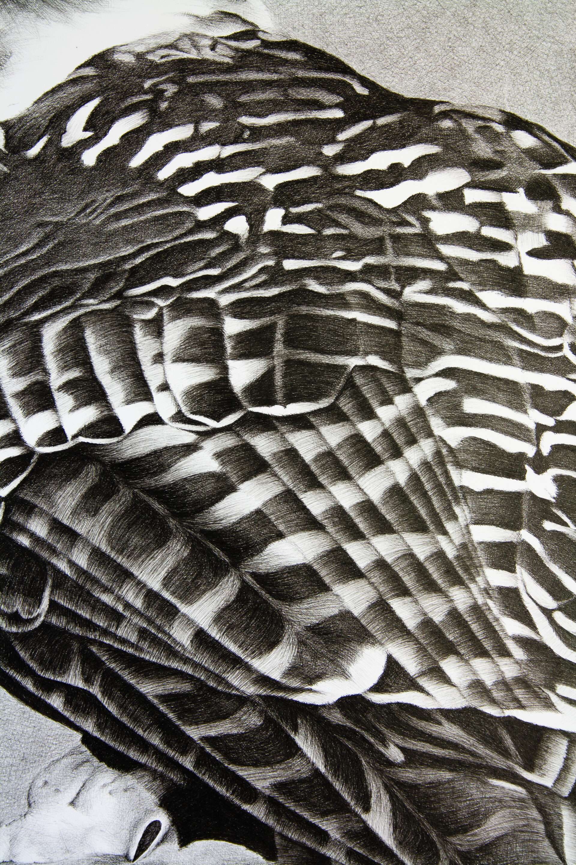 Powerful Owl photorealistic drawing