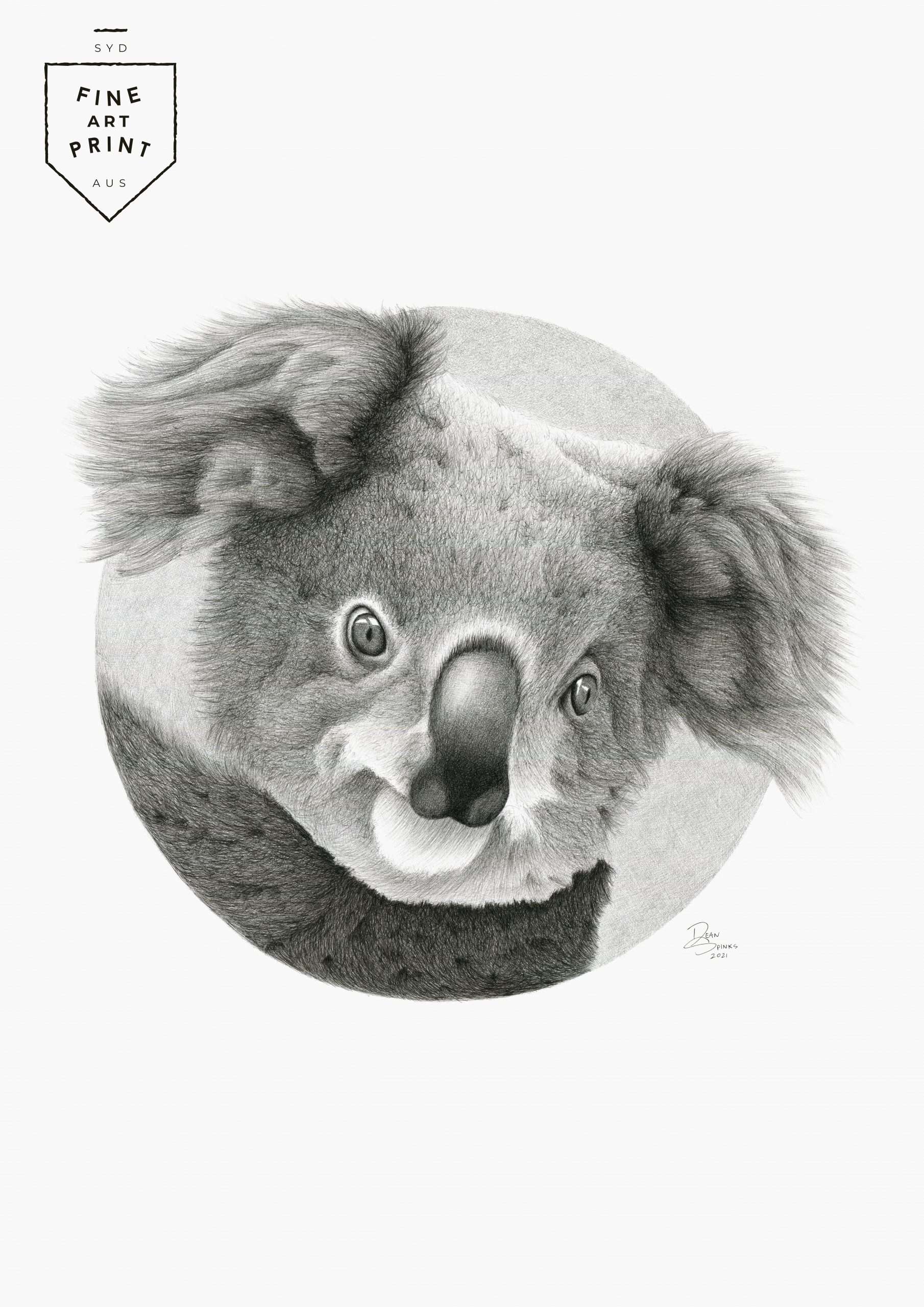 Koala Pencil Drawing Fine Art Prints and Sketches